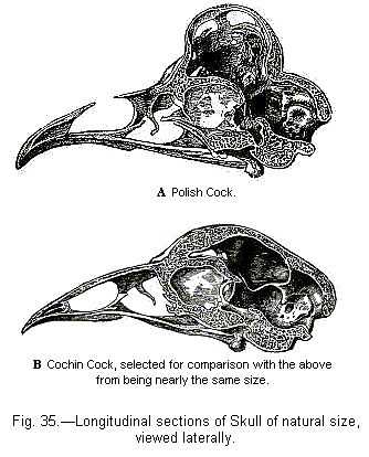 Fig. 35—Longitudinal sections of Skulls of Fowls