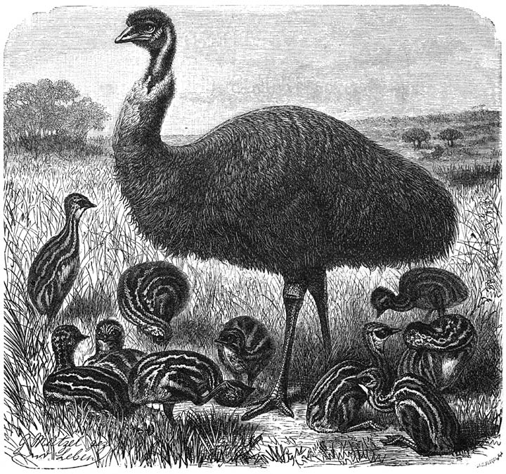 Emoe (Dromaeus Novae-Hollandiae). 1/17 v. d. ware grootte.