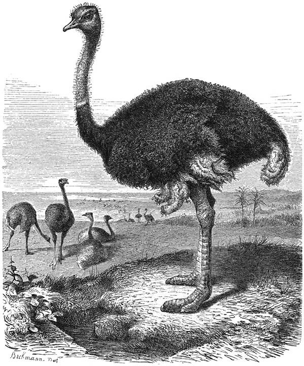 Struis (Struthio camelus). 1/16 v. d. ware grootte.
