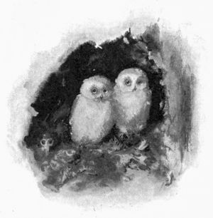 two owls