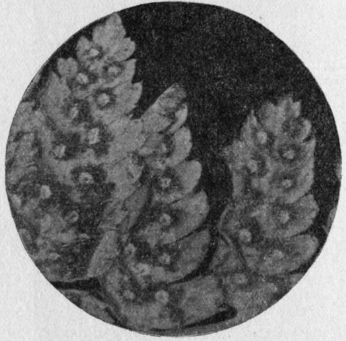 Back of frond of a typical Nephrodium. Enlarged.
