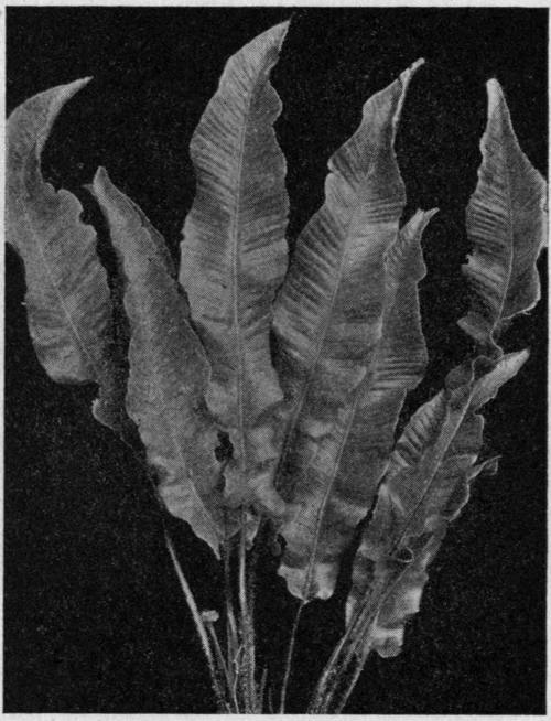 Scolopendrium vulgare. The Hartstongue.
