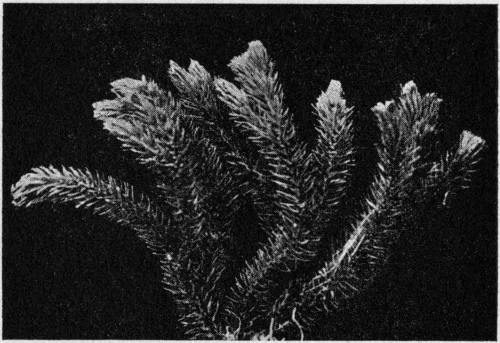 Lycopodium selago. The Fir Club Moss.