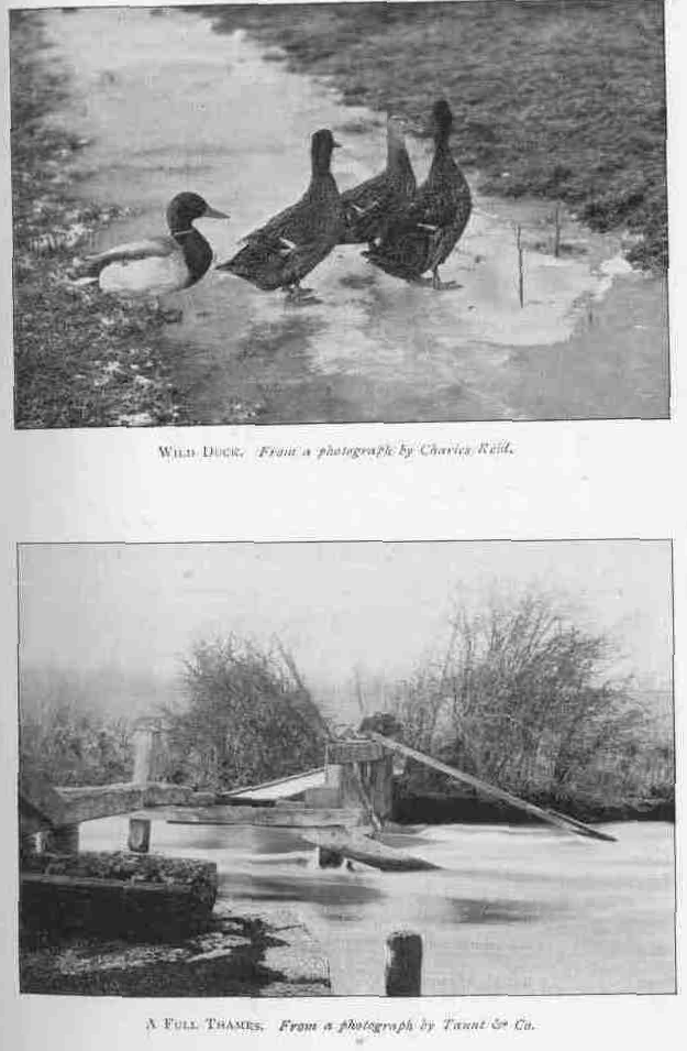 WILD DUCK.
From a photograph by Charles Reid.
A FULL THAMES.
From a photograph by Taunt & Co.
