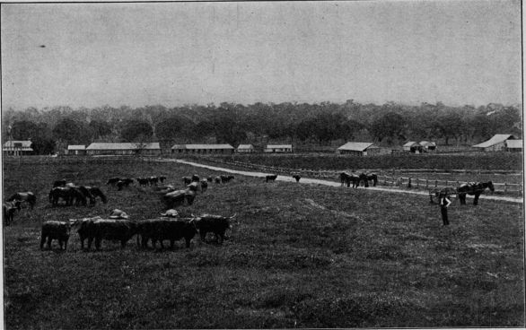 Homestead and station in Young district, Australia