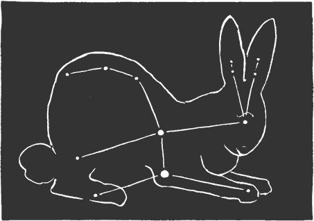 The rabbit