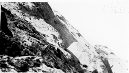 CHAMOIS FROM LIFE ON LA LLOROSA, PEÑA VIEJA.