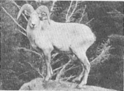 Mountain Sheep