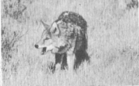 Coyote