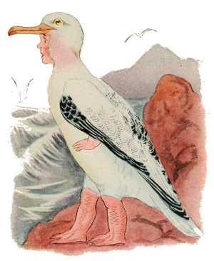 Albatross